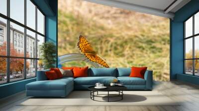 Orange wild butterfly, outdoors Wall mural