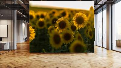 Campo de girasoles maduros y muy amarillos con cielo azul despejado al atardecer Wall mural