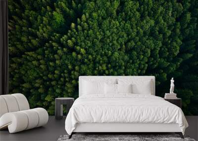  Green pine forest in mountain summer with a view from above.Spring birch groves with beautiful texture. Wall mural