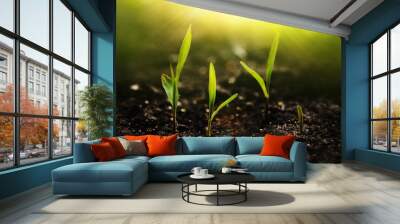 Growing seedling corn. New life young  plant at sunset. Save environment concept. Wall mural