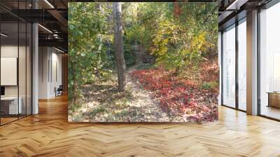 autumn in the forest Wall mural