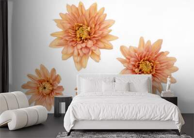 Beautiful peach chrysanthemum flower isolated on white background Wall mural