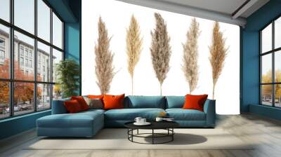 Collage of different type of Pampas Grass isolated on white background. Copy space. Wall mural