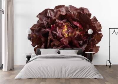 Fresh red lettuce isolated on white background. Bio vegetables. Wall mural