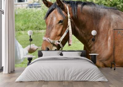 portrait of a brown horse Wall mural