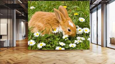 Bunny with daisies Wall mural