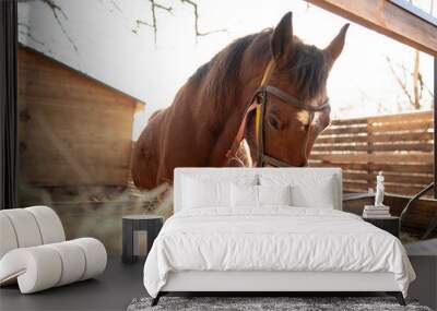 brown horse with a bridle eats hay from a wooden trough outside a barn on a farm Wall mural