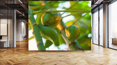 bunch of papaya fruit grow on the tree f Wall mural