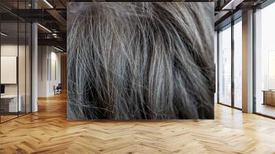 macro view of human male head hair Wall mural