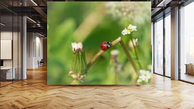 Nature background ladybug. Wall mural