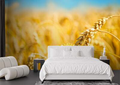 ripe golden wheat Wall mural