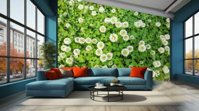 bird's-eye view of  white clover flowers. Wall mural