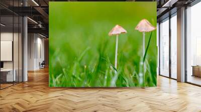 mushroom on grass. Little Mushroom on a Rainy Day Wall mural