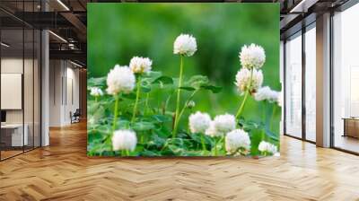 Panoramic view of white clover flowers on green color bokeh background	
 Wall mural