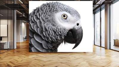 African Grey Parrot Wall mural