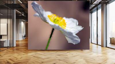 white and yellow poppy profile 2 Wall mural