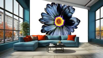 An abstract color image of a Daisy flower in bloom with a white background. Wall mural