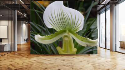 Beautiful white and green orchid showing its bilateral symmetry Wall mural