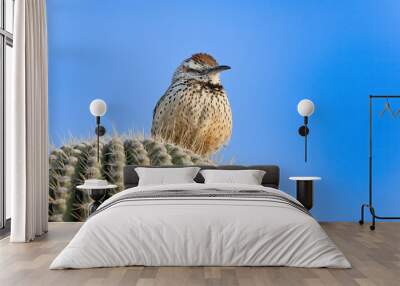 Cactus Wren Perched high on Saguaro Wall mural