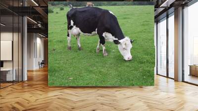 Cows in a field Wall mural