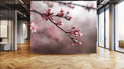 Cherry Blossom Wall mural