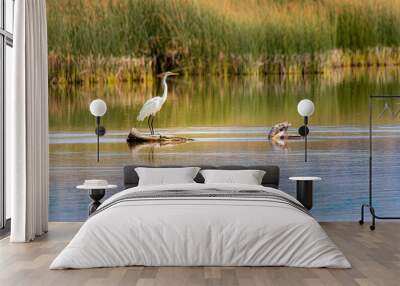 Great Egret at Eagle Lake in Lassen County, California, USA. Wall mural