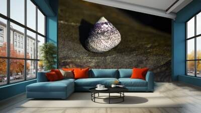 macro shells Wall mural