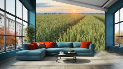 Panorama of wheat field in the morning Wall mural