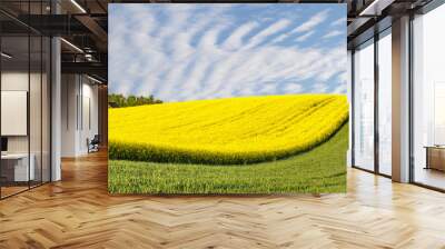 panorama spring green field,lonely tree on a field Wall mural