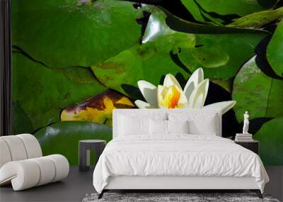 The beautiful lonely waterlily bloom on the calm level of the pure lake Wall mural