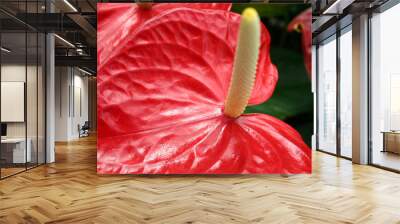 anthurium flower Wall mural