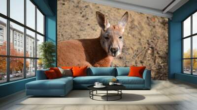 portrait of a red kangaroo Wall mural