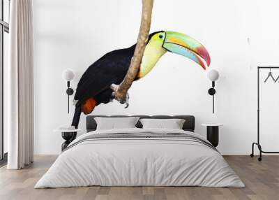 Toucan isolated on white Wall mural