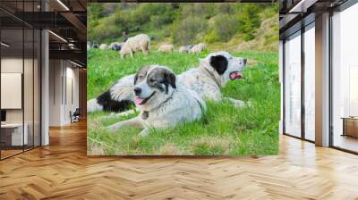 two dogs playing in the field Wall mural