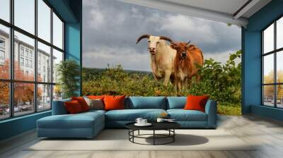 cow on the meadow Wall mural