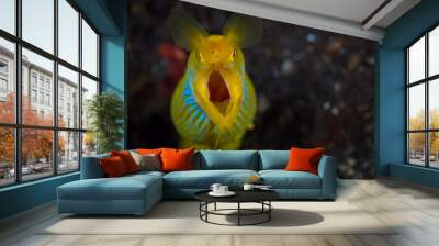  Blue and yellow ribbon eel - Rhinomuraena Wall mural