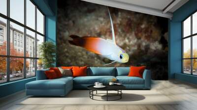 Fire goby swimming around coral reef Wall mural