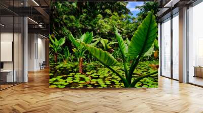 water banana plants growing in a small pond, mahe island seychelles. Wall mural