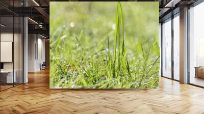 Green grass in a meadow with water droplets on a sunny summer day, natural background with copy space for text Wall mural