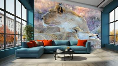 female lioness reclined in the shade Wall mural