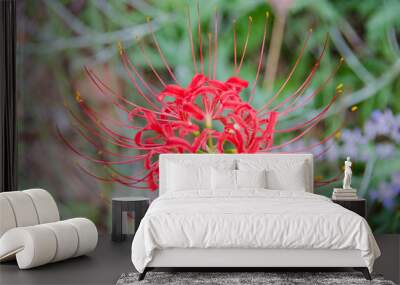 red flower with long stamen Wall mural