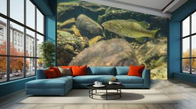 smallmouth bass underwater Wall mural