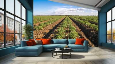 Tomato row crops California Wall mural