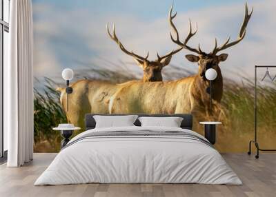 two large bull tule elk roaming the marshes of grizzly island wildlife area in california Wall mural