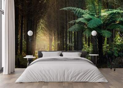 Forest with ferns, New Zealand Wall mural