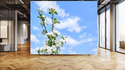 Branch of blossoming apple tree. Flowers with white petals against the blue sky with clouds. Spring garden Wall mural