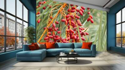 Clusters of red dates hanging amidst the green fronds of a date palm tree Wall mural