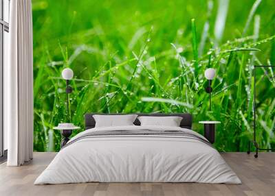 Green grass with water droplets on the leaves. Lawn. Morning freshness Wall mural