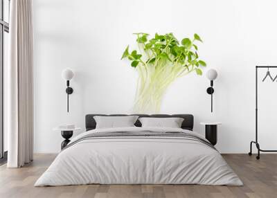 Micro greens arugula sprouts isolated on white Wall mural