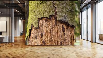 Trunk of spruce with exfoliating bark. Diseased tree damaged by bark beetle Wall mural